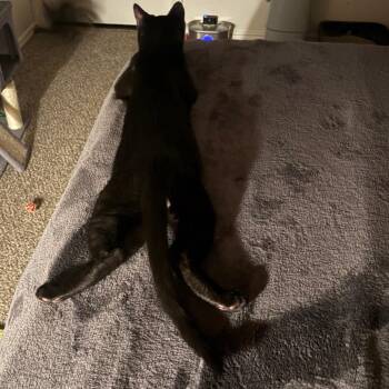 Midnight -  Domestic Short Hair Cat for Adoption in Layton, Utah - Midnight | PetCurious
