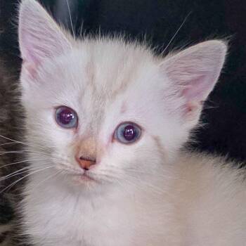 Simba -  Domestic Short Hair Cat for Adoption in Glenfield, New York - Simba | PetCurious
