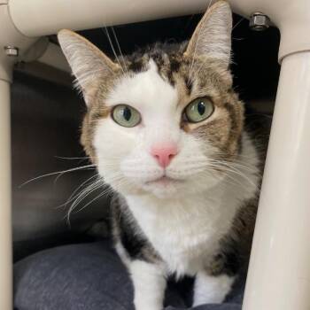 Domestic Short Hair Cats Available for Adoption in Walden, New York - Emmie | PetCurious