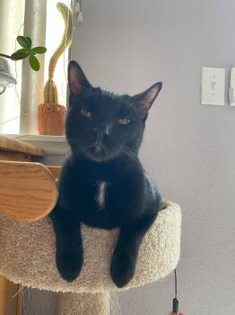 Domestic Short Hair Cats Available for Adoption in Riverside, California - Monty | PetCurious