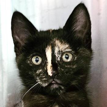 Lily -  Domestic Short Hair Cat for Adoption in Oakland, California - Lily | PetCurious