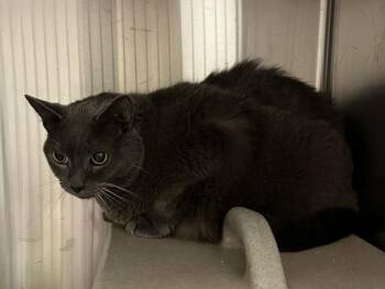 GULLIVER -  Domestic Short Hair Cat for Adoption in Derwood, Maryland - GULLIVER | PetCurious