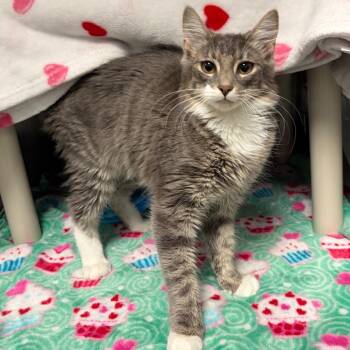 Coraline -  Domestic Medium Hair Cat for Adoption in Keizer, Oregon - Coraline | PetCurious