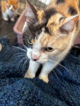 Rescue American Shorthair Cats for Adoption in Charlotte, Michigan - Angelica | PetCurious