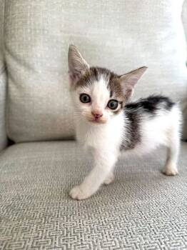 Rescue Domestic Short Hair Cats for Adoption in Marietta, Georgia - Tara | PetCurious