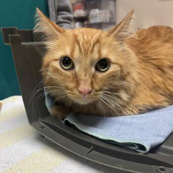 Cooper -  Domestic Short Hair Cat for Adoption in Tempe, Arizona - Cooper | PetCurious