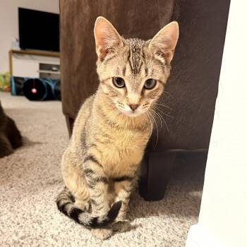 Domestic Short Hair Cats Available for Adoption in Helena, Alabama - Popcorn | PetCurious