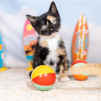 Elmi -  Domestic Short Hair Cat for Adoption in Durham, North Carolina - Elmi | PetCurious