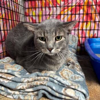 Cornelius -  Domestic Short Hair Cat Available for Adoption in Milford, Iowa - Cornelius | PetCurious
