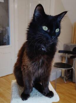 Trixie -  Domestic Long Hair Cat for Adoption in New Bedford, Massachusetts - Trixie | PetCurious