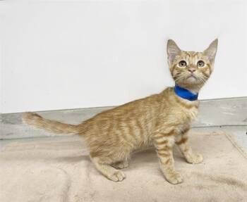 Domestic Short Hair Cats Available for Adoption - KODIAK | PetCurious