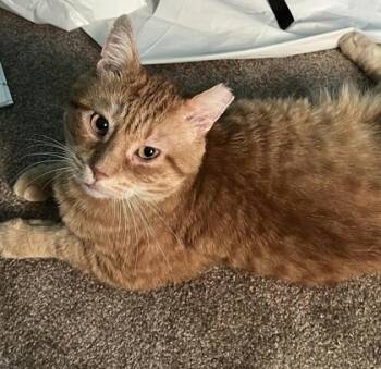 Rescue Domestic Short Hair Cats for Adoption in Elk Grove Village, Illinois - Athens | PetCurious