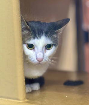 Rescue Domestic Short Hair Cats for Adoption - Buttah | PetCurious