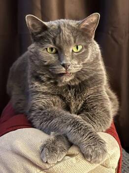 Rescue Domestic Short Hair Cats for Adoption in Tulsa, Oklahoma - KIKI | PetCurious