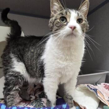 Oscar -  Domestic Short Hair Cat for Adoption in Oshkosh, Wisconsin - Oscar | PetCurious
