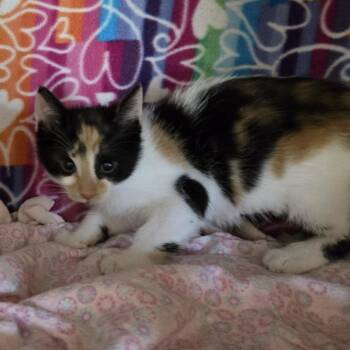 Julie -  Domestic Short Hair Cat Available for Adoption - Julie | PetCurious