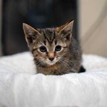 Ciara -  Domestic Short Hair Cat for Adoption in Gainesville, Georgia - Ciara | PetCurious