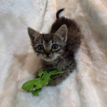 Lalo -  Domestic Short Hair Cat for Adoption in Carencro, Louisiana - Lalo | PetCurious