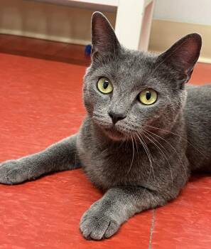 Esme -  Domestic Short Hair Cat for Adoption in Harrison, New York - Esme | PetCurious