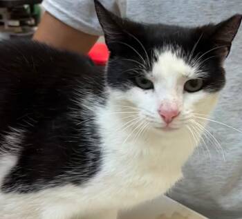 SUNKIST -  Domestic Short Hair Cat for Adoption in Elizabethton, Tennessee - SUNKIST | PetCurious