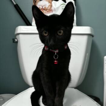 Apple Farm -  Domestic Short Hair Cat for Adoption in Westminster, California - Apple Farm | PetCurious