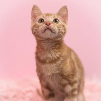 Russo -  Domestic Short Hair Cat for Adoption in St. Augustine, Florida - Russo | PetCurious