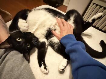 Domestic Short Hair Cats Available for Adoption in Smithfield, Virginia - Figs | PetCurious