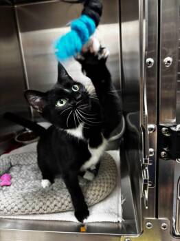 Rescue Domestic Short Hair Cats for Adoption in Chambersburg, Pennsylvania - Petunia | PetCurious