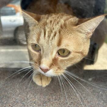 ORANGUTAN -  Domestic Short Hair Cat for Adoption in Greensboro, North Carolina - ORANGUTAN | PetCurious