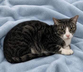 Domestic Short Hair Cats Available for Adoption in Columbia, Tennessee - Danny | PetCurious