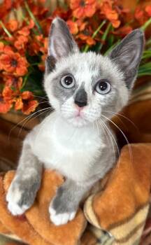4/27/26 Elise -  Domestic Short Hair Cat for Adoption in Stillwater, Oklahoma - 4/27/26 Elise | PetCurious