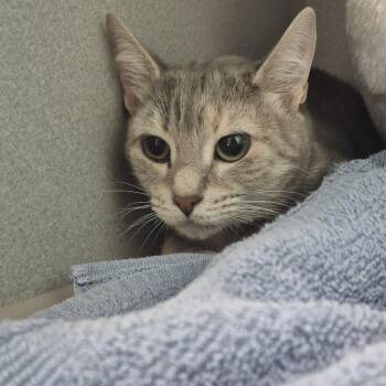 Domestic Short Hair Cats Available for Adoption in Newark, New Jersey - Miss | PetCurious