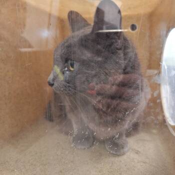 Rescue Domestic Medium Hair Cats for Adoption in Philadelphia, Pennsylvania - Kit Kat | PetCurious