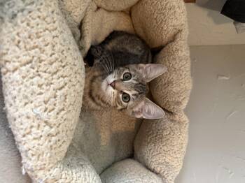 Canyon -  Domestic Short Hair Cat for Adoption in Fresno, California - Canyon | PetCurious