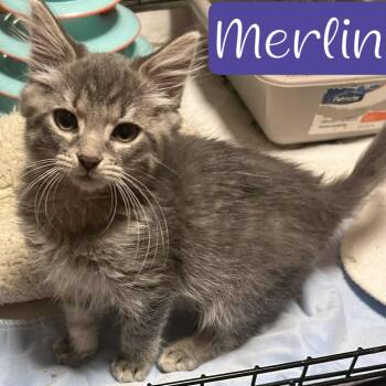 Rescue Domestic Short Hair Cats for Adoption in Parkersburg, West Virginia - Merlin | PetCurious