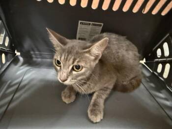 Scarlet (Gracie) -  Domestic Short Hair Cat for Adoption in Bossier City, Louisiana - Scarlet (Gracie) | PetCurious