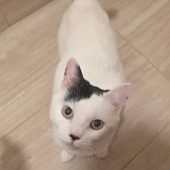Beauty -  Domestic Short Hair Cat Available for Adoption in Closter, New Jersey - Beauty | PetCurious