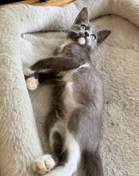 Pigeon -  Domestic Short Hair Cat for Adoption in Alafaya, Florida - Pigeon | PetCurious