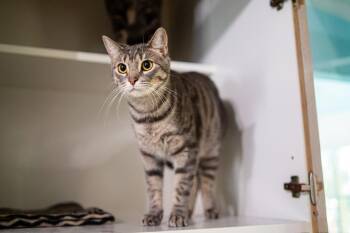Alfie -  Domestic Short Hair Cat for Adoption in Morgantown, West Virginia - Alfie | PetCurious
