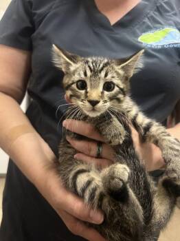 Cinnamon Toast Crunch -  Domestic Short Hair Cat for Adoption in Fruit Heights, Utah - Cinnamon Toast Crunch | PetCurious