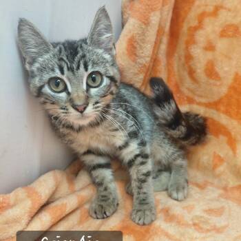 CrispAir -  Domestic Short Hair Cat for Adoption in New Tazewell, Tennessee - CrispAir | PetCurious