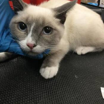 Domestic Short Hair Cats Available for Adoption - JORDY | PetCurious