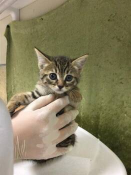 Domestic Short Hair Cats Available for Adoption in Riverside, California - FACE | PetCurious