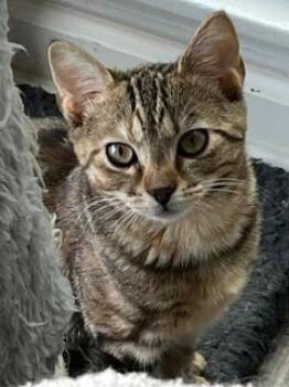 KITTEN SHILO -  Bengal Cat for Adoption in Franklin, Tennessee - KITTEN SHILO | PetCurious