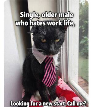 Bunny -  Tuxedo Cat for Adoption in Palmetto Bay, Florida - Bunny | PetCurious