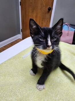 Bruce -  American Shorthair Cat for Adoption in Grand Prairie, Texas - Bruce | PetCurious