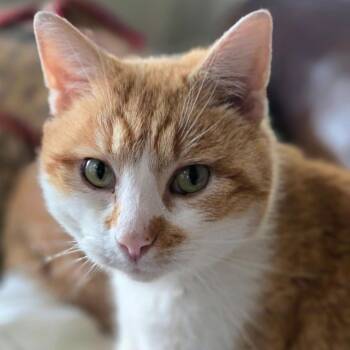 Domestic Short Hair Cats Available for Adoption in Frankfort, Kentucky - Sam 5726 C | PetCurious