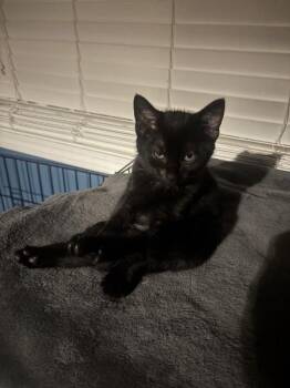 Soba RM -  Domestic Short Hair Cat for Adoption in Greenville, South Carolina - Soba RM | PetCurious