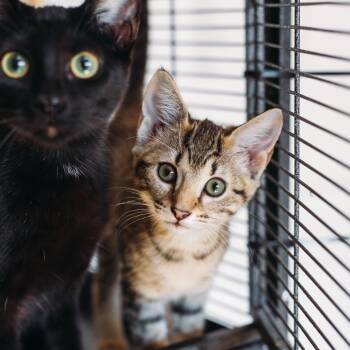 Mt. Dew -  Domestic Short Hair Cat for Adoption in Parrish, Alabama - Mt. Dew | PetCurious