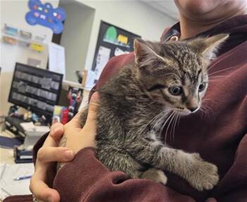 Domestic Short Hair Cats Available for Adoption in Casper, Wyoming - HUCK | PetCurious